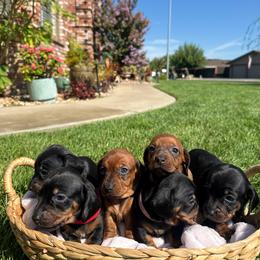 Dachshund Puppies from The dachshunds