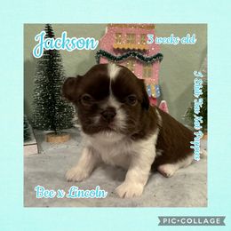 Jackson - Liver and white male Shih Tzu puppy in Beatrice, Nebraska from I Shih Tzu Not Puppies