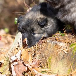 Pomsky Puppies from New World Pomskies