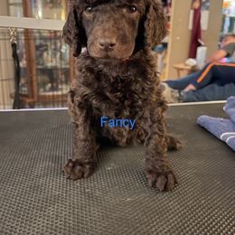 Fancy - Poodle puppy in Kentucky from Stacey's Poodles