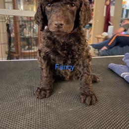 Fancy - Poodle puppy in Kentucky from Stacey's Poodles