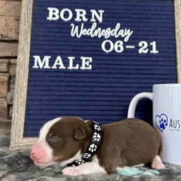 Red Tri Male - Red tri Toy Australian Shepherd puppy in Deridder, Louisiana from AussieSmiths