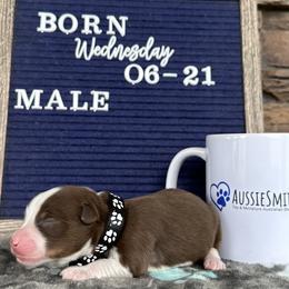 Red Tri Male - Red tri Toy Australian Shepherd puppy in Deridder, Louisiana from AussieSmiths