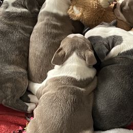 Boston Terriers from Boston Puppies