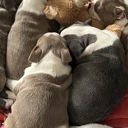 Boston Terriers from Boston Puppies