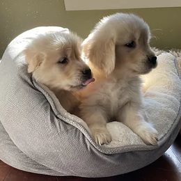 Golden Retrievers from Kelore Goldens