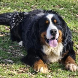 Bernie - Bernese Mountain Dog