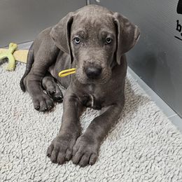 Yellow - Blue Great Dane puppy in Garner, North Carolina from Gentle Giant Danes, LLC
