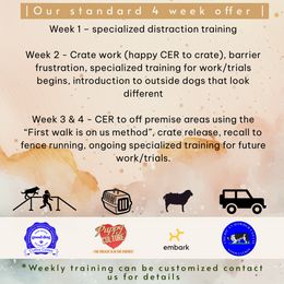 Border Collie Puppies from Cullins Collies