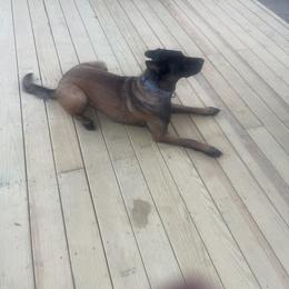 Belgian Malinois and xDutch Shepherd All Grown Up from Alliance K9