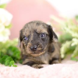 Twilight - Black female Dachshund puppy in Neosho, Missouri from Tinker Toy Doxies