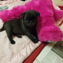 Black 2 - Black female Pug puppy in Humble, Texas from Rick Barrera Pugs