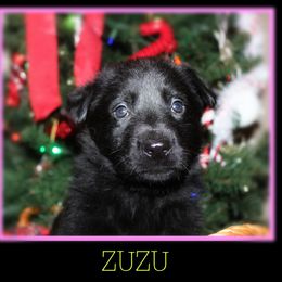 German Shepherd Puppies from Black Beauty Shepherds