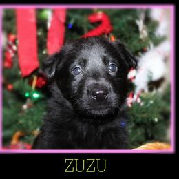 German Shepherd Puppies from Black Beauty Shepherds
