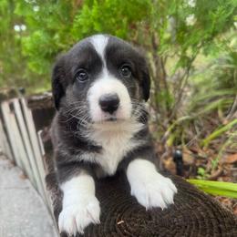 Iris - Brindle and white female Cardigan Welsh Corgi puppy in Wekiwa Springs, Florida from It is Corgiland