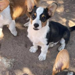 Chewy - Black and tan male Pembroke Welsh Corgi puppy in Hesperia, California from Amatskennel - Stubby Tails Ranch