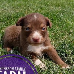 Mae - Red tri female Miniature Australian Shepherd puppy in Kettle Falls, Washington from Ellie's Miniature Australian Shepherds