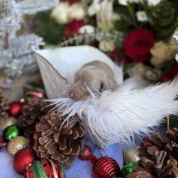 Isabella and tan male short hair - Fawn (isabella) and tan male Dachshund puppy in Wills Point, Texas from East Mini Dachshunds Texas