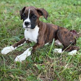 Girl 6 - Brindle female Boxer puppy in Prestonsburg, Kentucky from Diamond Standard Boxers