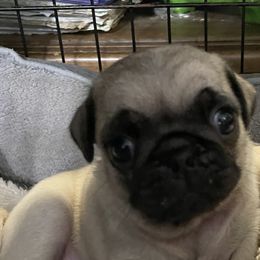 Pugs from Garcia's Pugs