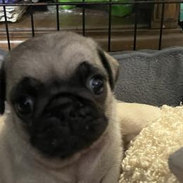 Pugs from Garcia's Pugs