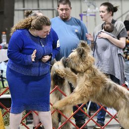 Briard All Grown Up from du Coeur Rose Briards