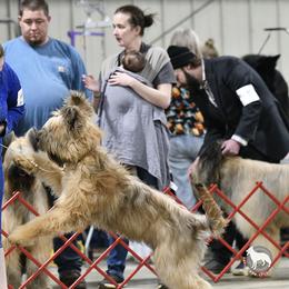 Briard All Grown Up from du Coeur Rose Briards
