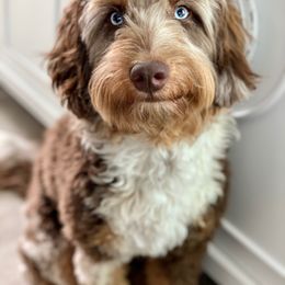 Aussiedoodle Puppies from Gore Doodle Ranch