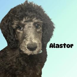 Alastor - Black male Poodle puppy in Baltimore, Maryland from Steinrock’s Standards