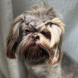 Liberty - Shih Tzu