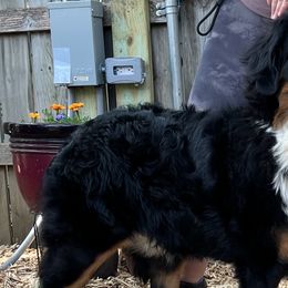 Bernese Mountain Dogs and Pembroke Welsh Corgis from Concerto Corgis