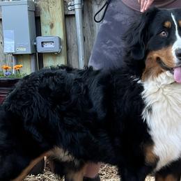 Bernese Mountain Dogs and Pembroke Welsh Corgis from Concerto Corgis