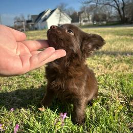 Little Mocha - Chocolate female Chihuahua puppy in Alvord, Texas from Gift of Gods Favor