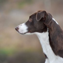 Border Collies from Vibrent Vortex