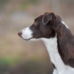 Border Collies from Vibrent Vortex