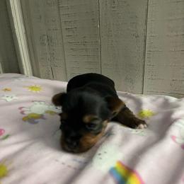 Princess - Black and tan female Yorkshire Terrier puppy in Laughlin, Nevada from Dani’s Yorkie’s