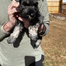 Miniature Schnauzer Puppies from Pierhaus Minature Schnauzers