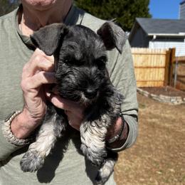 Miniature Schnauzer Puppies from Pierhaus Minature Schnauzers