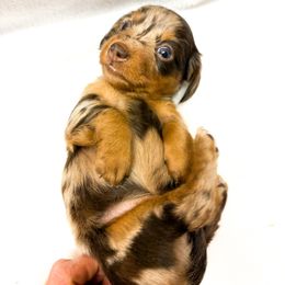 Bonnie - Dapple female Dachshund puppy in Richland, Missouri from Lucky B Dachshund’s