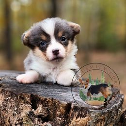 Salem - Gray and white female American Corgi puppy in Cameron, North Carolina from Butts Family Corgis