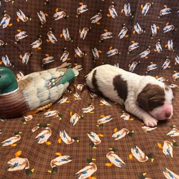 Redhead - Tri-Roan female English Springer Spaniel puppy in Braidwood, Illinois from A & R Springers