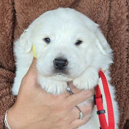 Sebastian - White male Great Pyrenees puppy in Antwerp, New York from Empyre Great Pyrenees