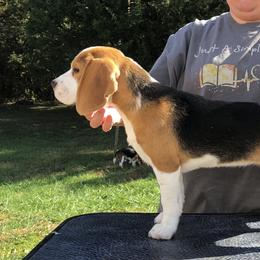 Blossom - Beagle