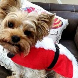 Yorkshire Terriers from Neptune Cove
