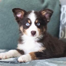 Heath - Red tri male Toy Australian Shepherd puppy in Killen, Alabama from Wilkers Wholehearted Mini Aussies