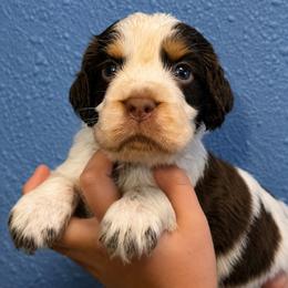 Bruno - Tri-Roan male English Springer Spaniel puppy in Fort White, Florida from Thunderbird Springers