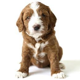 Socks - Red male Cavapoo puppy in Aiken, South Carolina from Cavapoos of the Carolinas