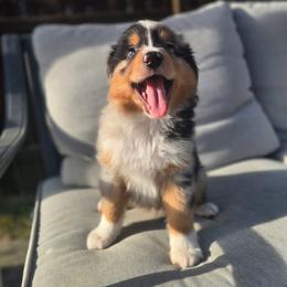 Finn - Blue merle male Miniature Australian Shepherd puppy in Harlingen, Texas from GulfCoastKennels
