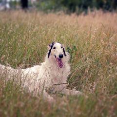 Borzois from Marian Broadhurst