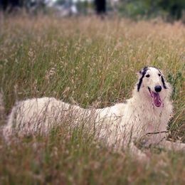 Borzois from Marian Broadhurst